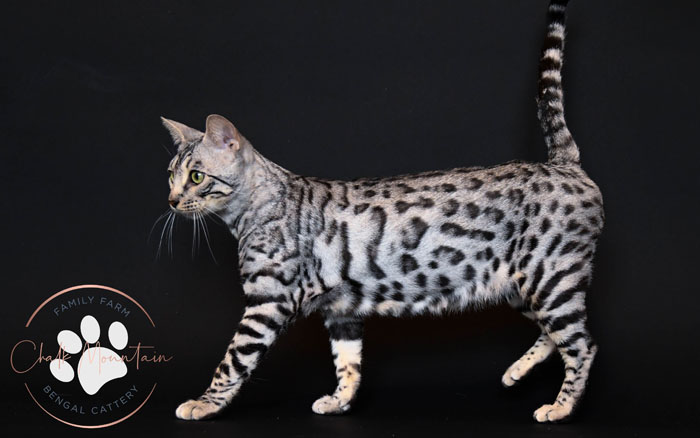bengal for sale